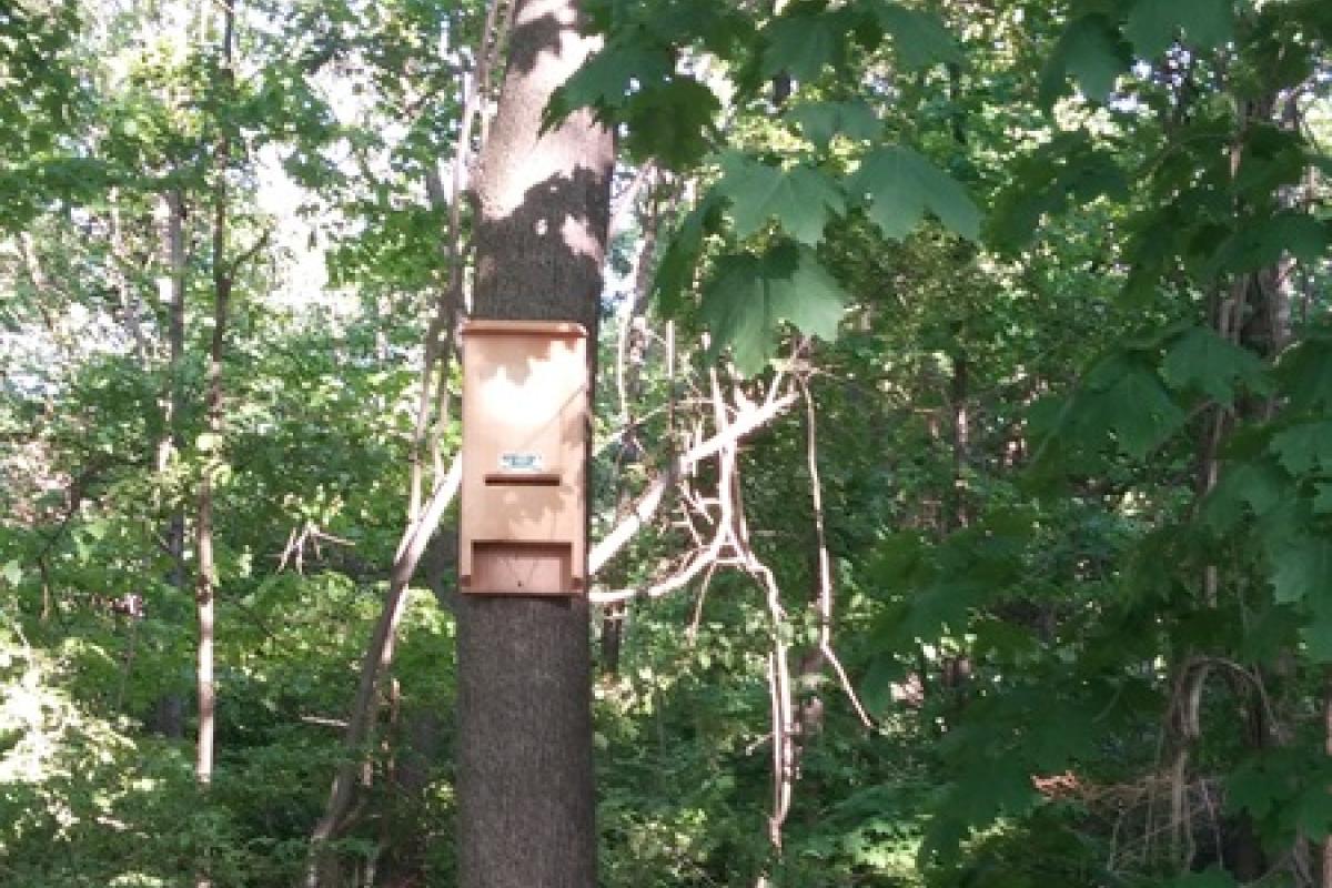 Stewart Woods Addition of Bird and Bat Boxes