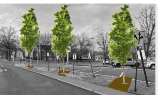 SHADE TREE