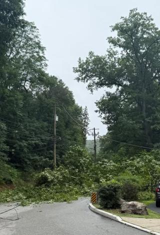 Downed tree blocking road.