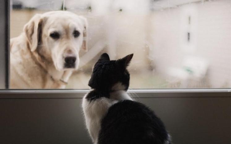 Dog and Cat Licensing now past due 
