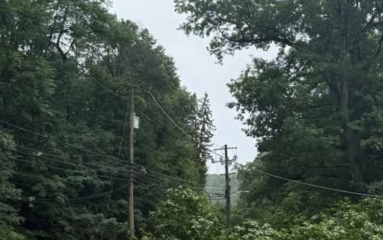 Downed tree blocking road.
